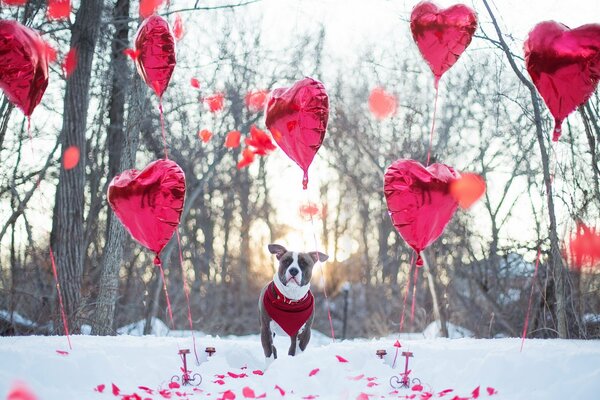 Ein Fest für einen Hund mit Herzbällen