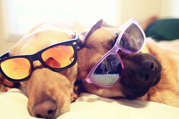 Zwei Erwachsene Hunde ruhen sich mit Brille aus