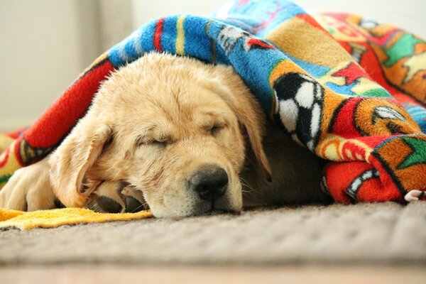 The dog is resting at home under a blanket
