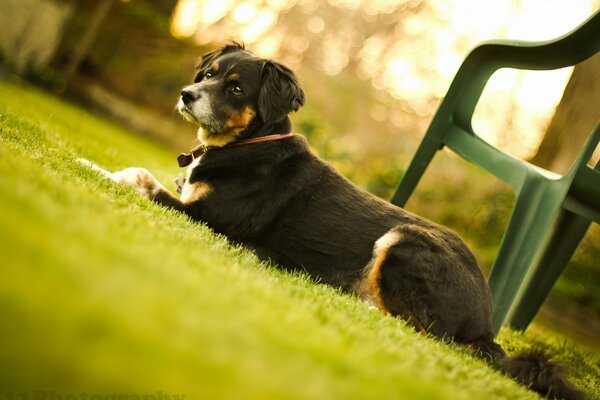 Petit chien. Ami de l homme