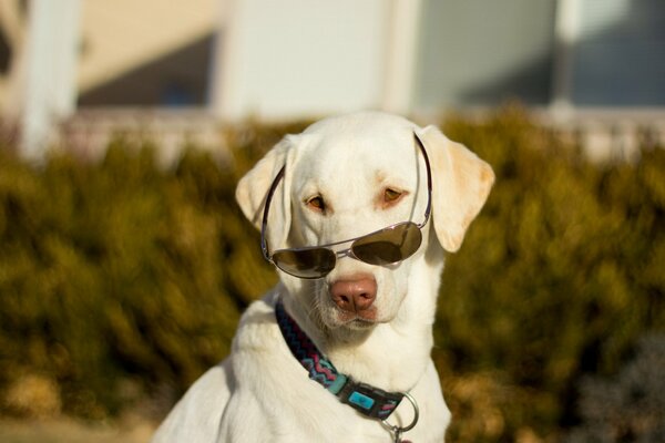 Perro con gafas amigo del hombre