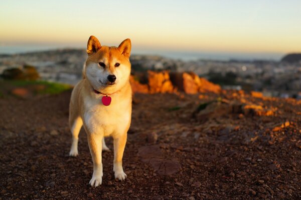 Beautiful dog at sunset