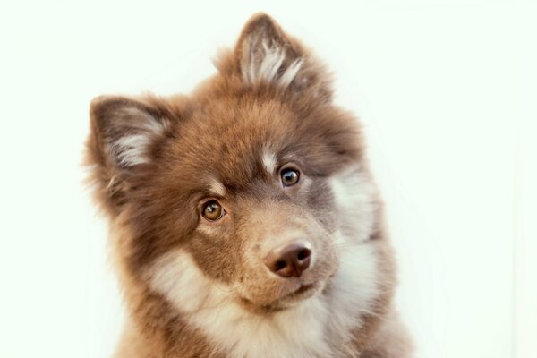 Mirada de perro sobre fondo blanco