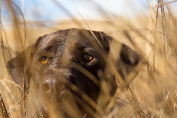 Schwarzer Hund in Ähren