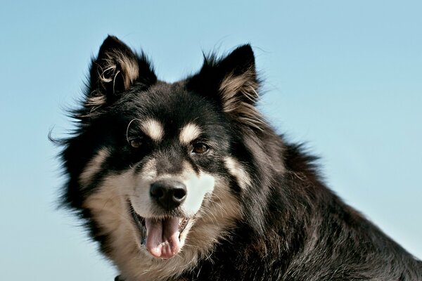 Ein schwarz-weißer Hund posiert für ein Porträt