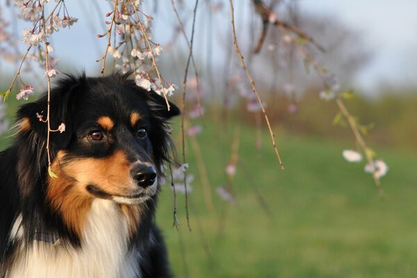 Foto des Hundes unter dem Baum