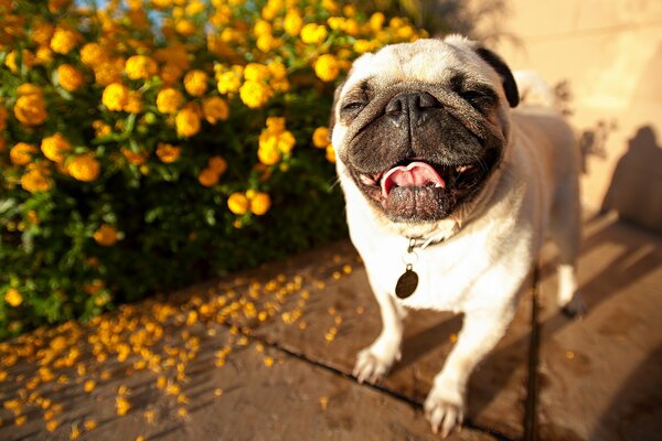 The muzzle of a pug. Handsome puppy