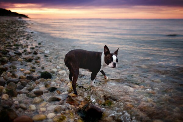 Bulldog francés caminando cerca del mar