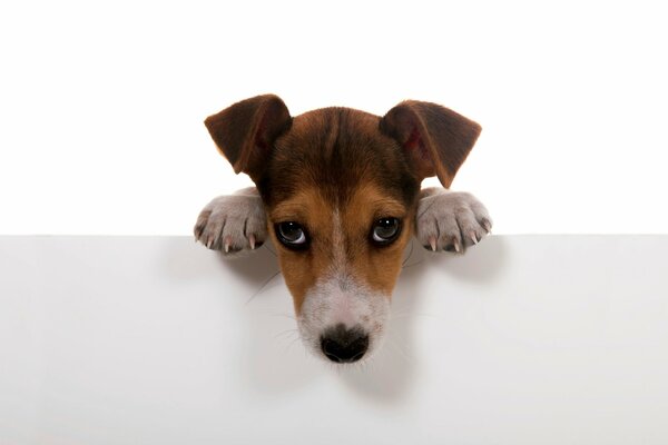 Chien triste sur fond blanc