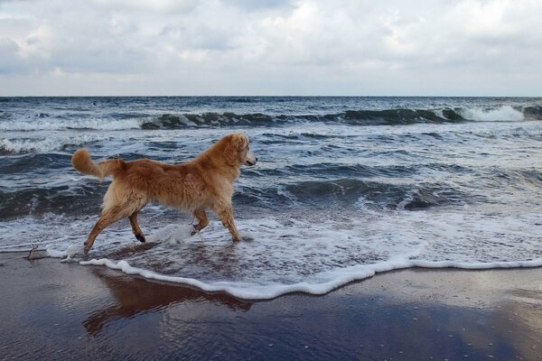 L aria di mare ha attirato il cane