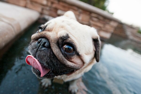 Cute pug with his tongue hanging out