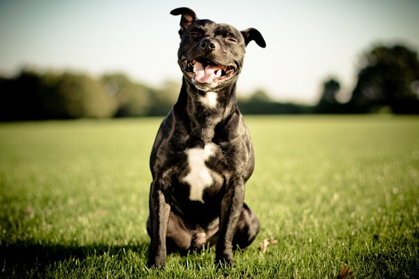 Sourire Staffordshire Bull Terrier assis sur l herbe