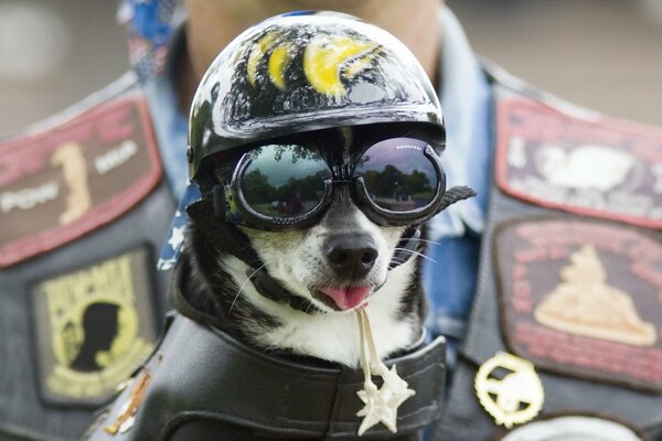 Cane con casco e occhiali