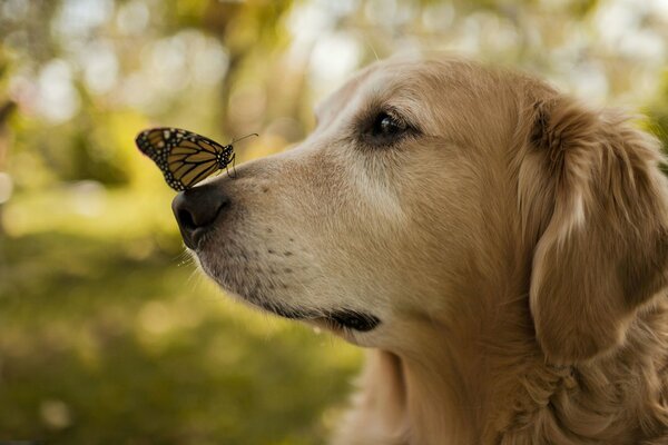 Sur le nez du chien est assis papillon