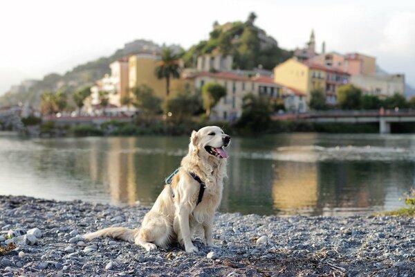 Chien avec sac à dos sur la rive de la rivière