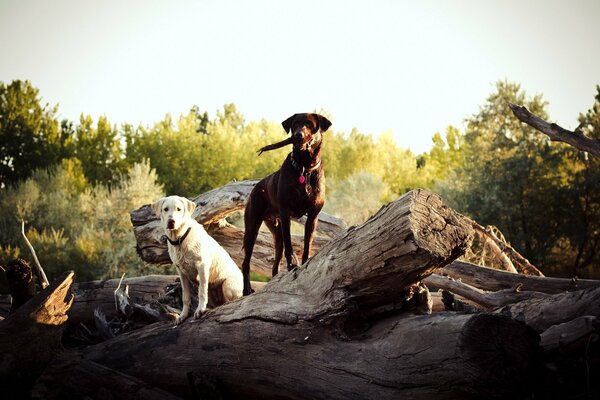 Two dogs. Logs and forest