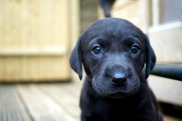 Black puppy sitting on the floor