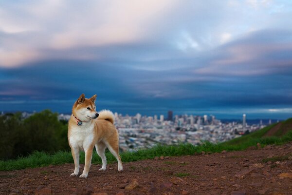 A dog on a hill against the background of the city