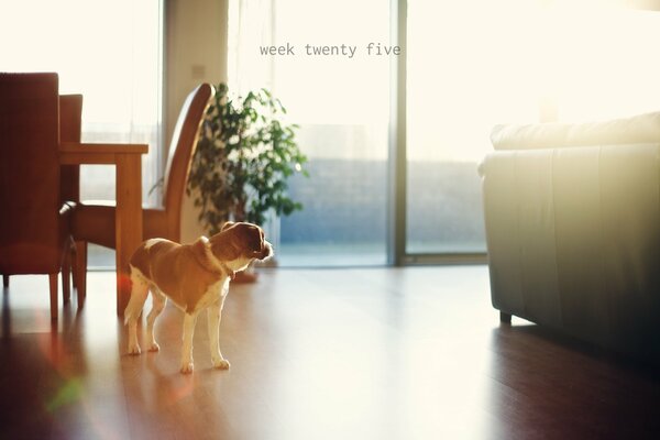 A dog is a man s friend. The mood in the house