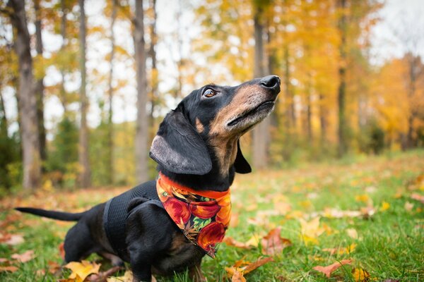 Foto autunnale del cane bassotto