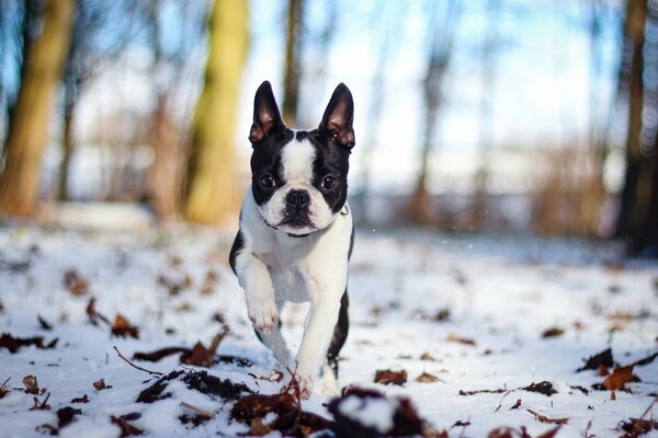 Cane che cammina sulla neve