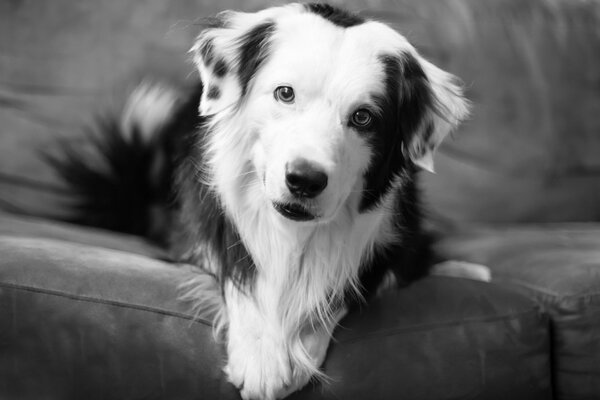 The dog lies on the sofa and looks into the soul