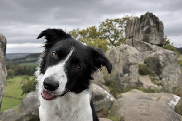 Chien noir et blanc sur les rochers de la nature