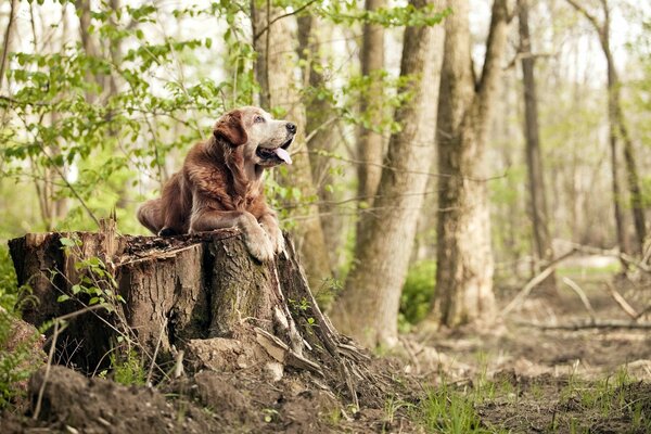 Ein großer Hund im Wald liegt auf einem Baumstumpf