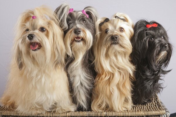 Funny quartet with colorful hairpins