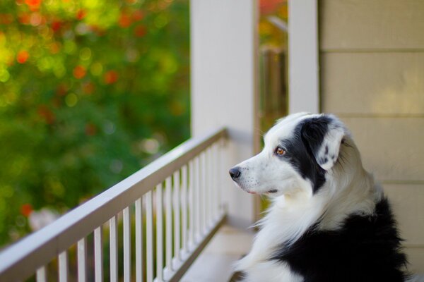 A dog is a friend of a person. A friend s view