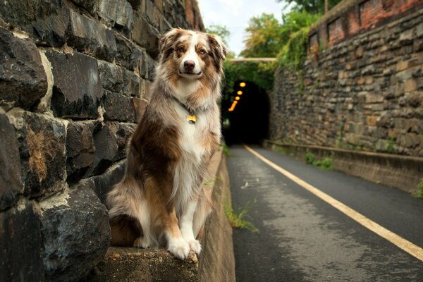 Der Hund ist ein Freund des Menschen. Die Straße