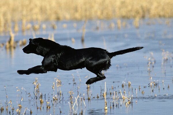 A sporty dog jumps over a lake