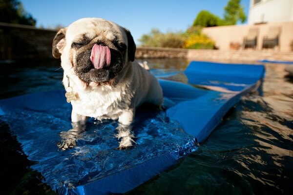 Carlin aime nager dans l eau