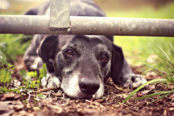 Trauriger Hund, der auf dem Rasen liegt