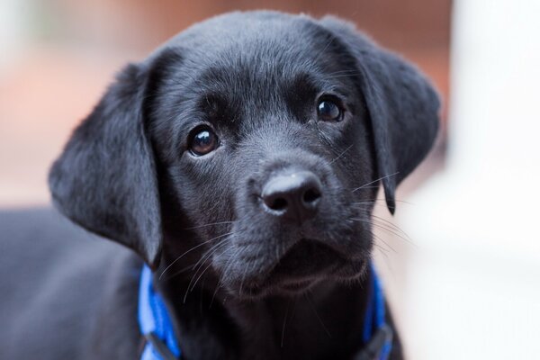 Mirada de cachorro. Perro negro