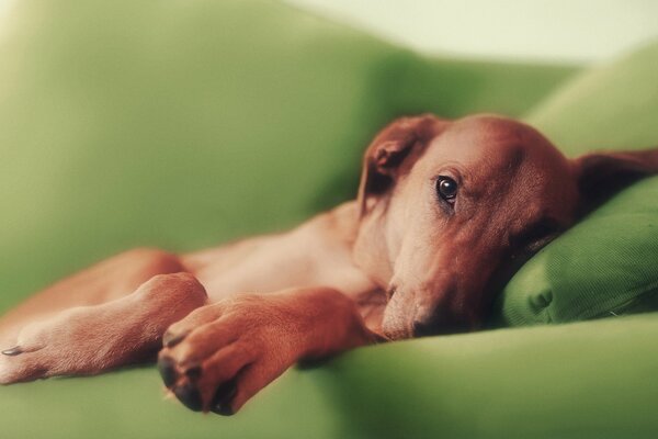 Redhead Dog si trova sul divano verde