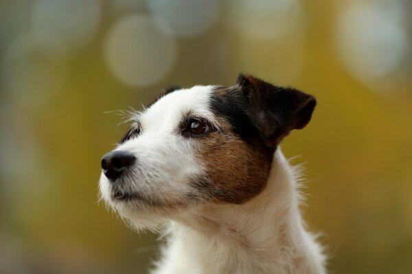Cane e sguardo. Sfondo fangoso