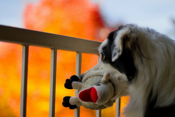 Hund zog Spielzeug aus dem Feuer mit sich
