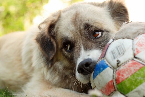Perro jugando al balón de fútbol