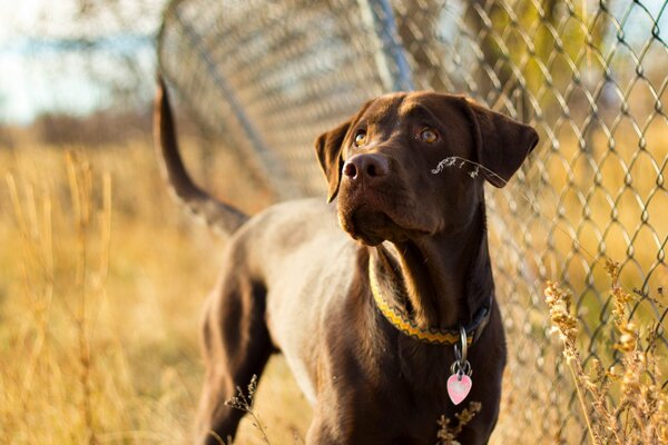 A dog is a loyal friend