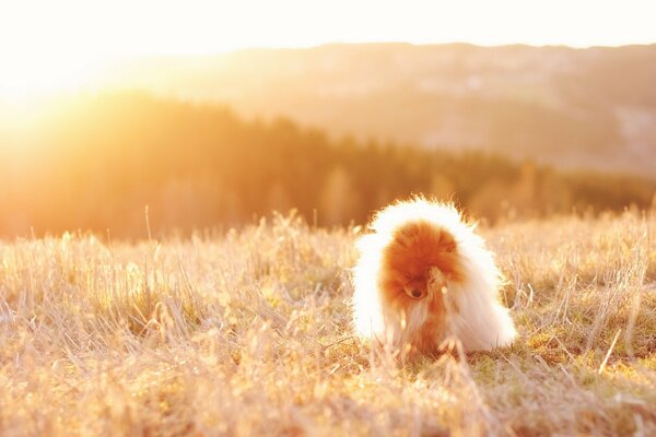 A fluffy dog sits in a field during sunset