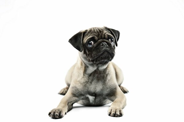 The look of a pug dog
