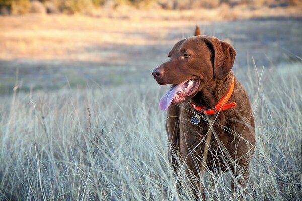 Ein Hund in einem orangefarbenen Halsband im Feld