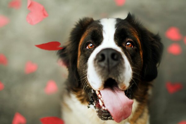 A dog with a loyal friendly look