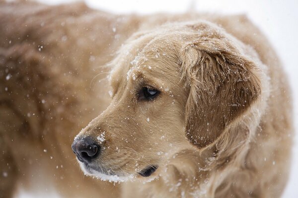 Neve che cade su un cane peloso