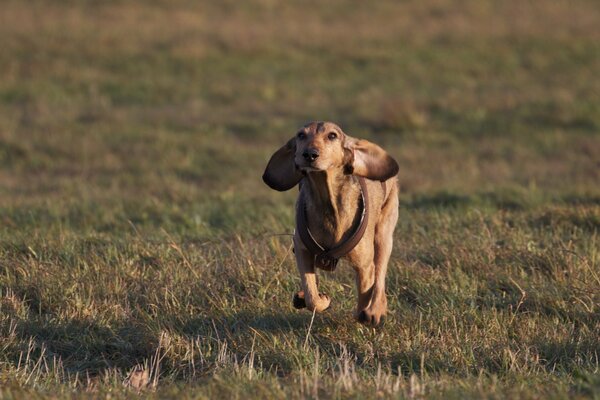 Chien court sur un champ vert
