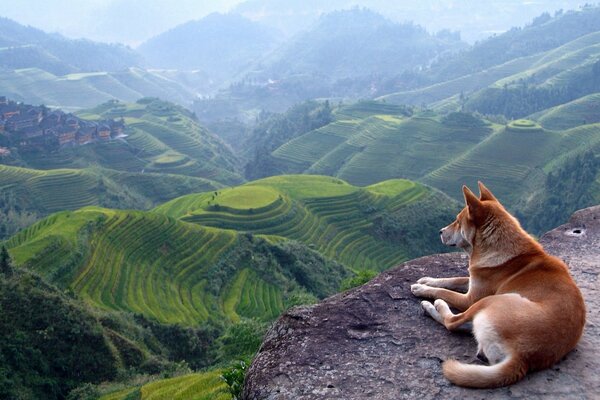 Der rothaarige Hund liegt am Rand einer Klippe