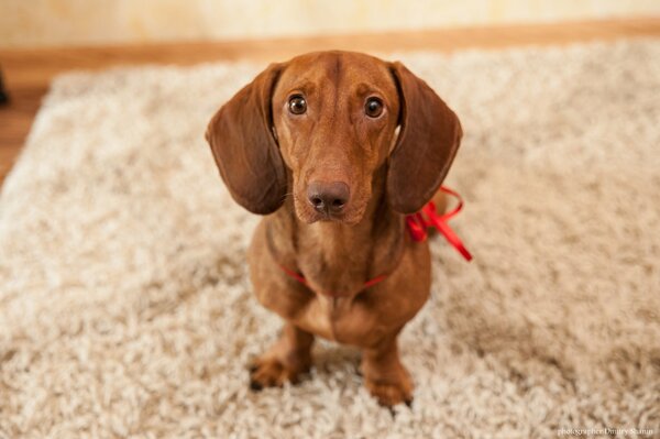 Dachshund se sienta en la alfombra con una mirada triste