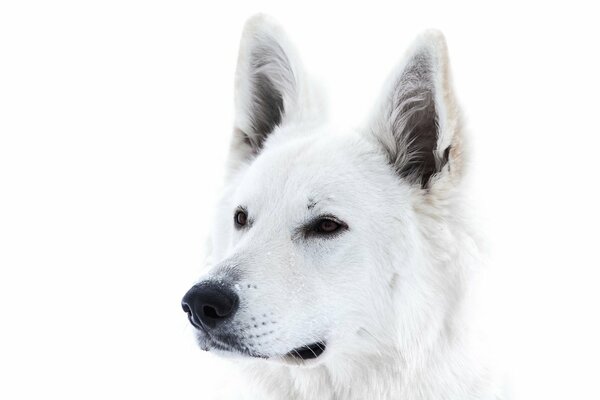 Cane bianco come la neve su sfondo bianco