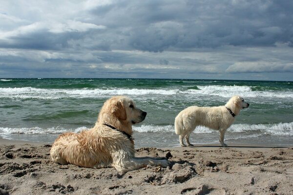 Hungry divers rest on the sand after a sea voyage